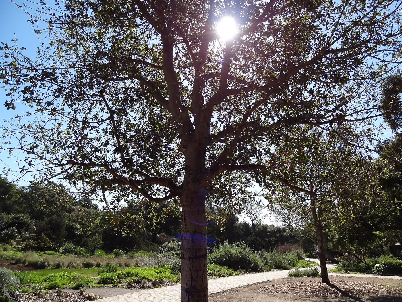 newly planted Coast live oaks in the Meadow Oaks Display, Spring in the Garden, February 2013, SBBG