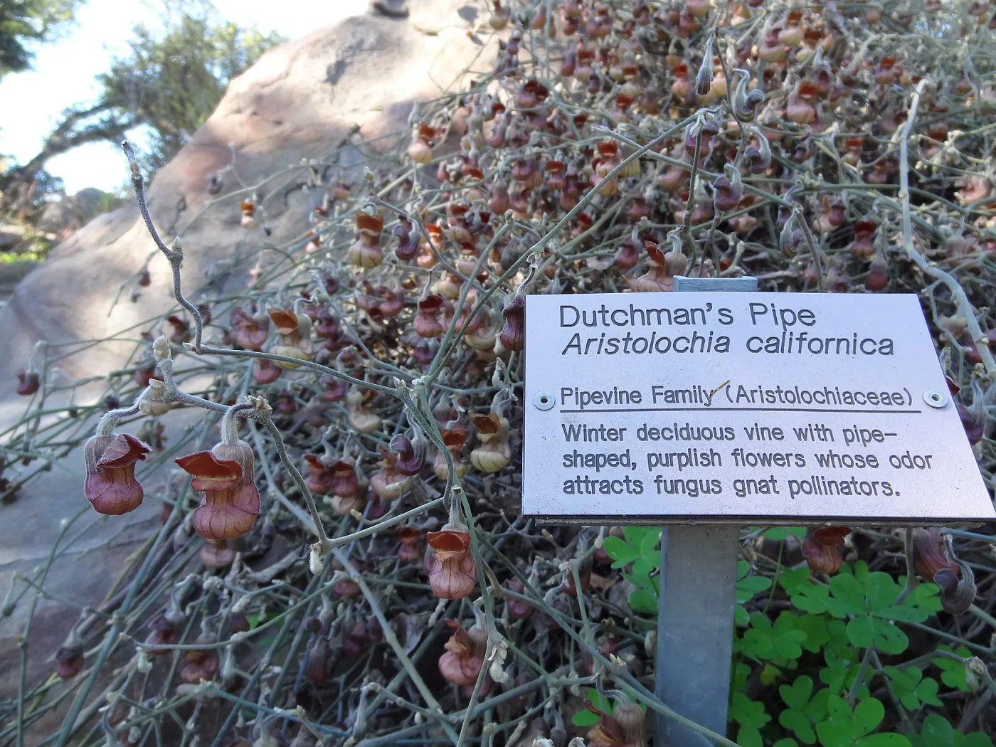 Aristolochia californica blooming above the Orchid Display Garden, in the Spring in the Garden, February 2013, SBBG