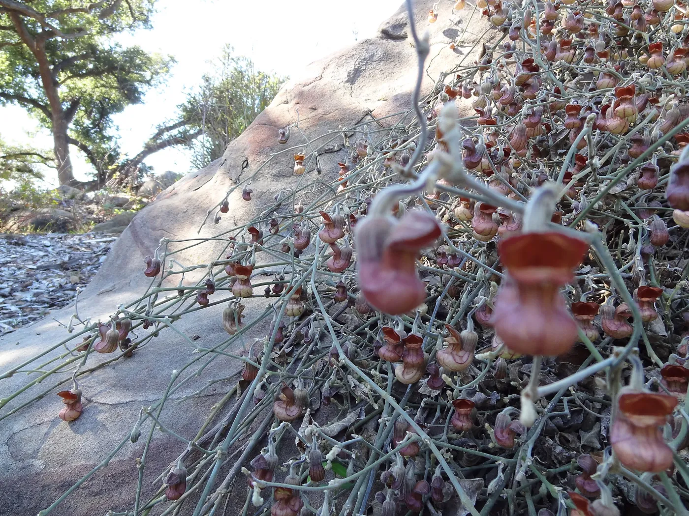 Aristolochia californica blooming above the Orchid Display Garden, in the Spring in the Garden, February 2013, SBBG