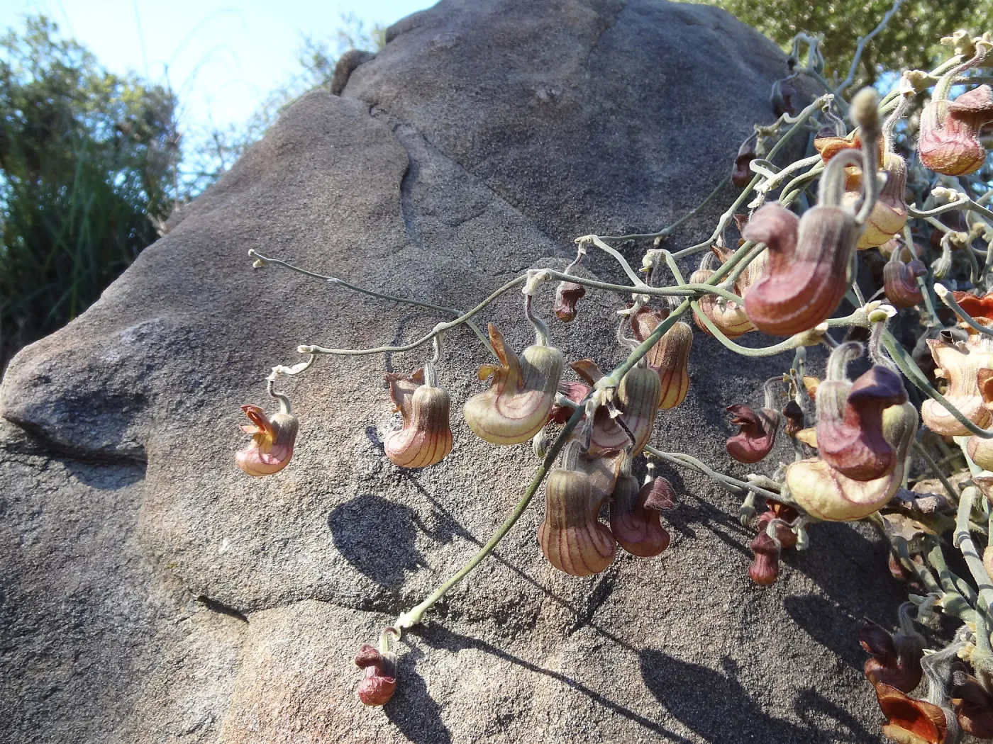Aristolochia californica blooming above the Orchid Display Garden, in the Spring in the Garden, February 2013, SBBG