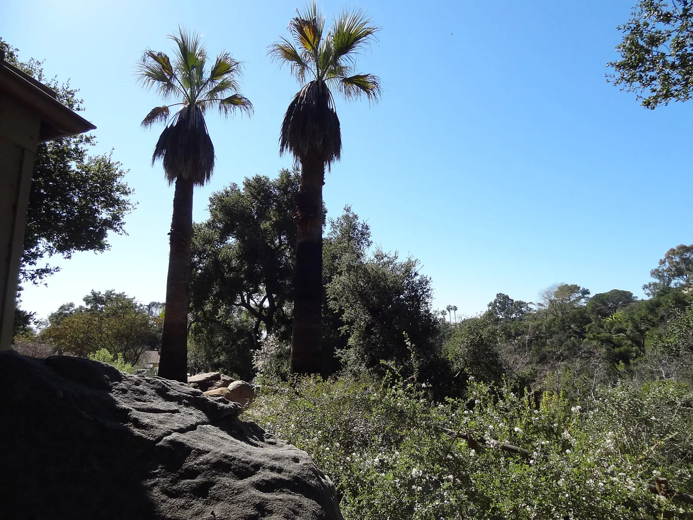 palms, view from top of Campbell Trail behind information Kiosk, Spring in the Garden, February 2013, SBBG