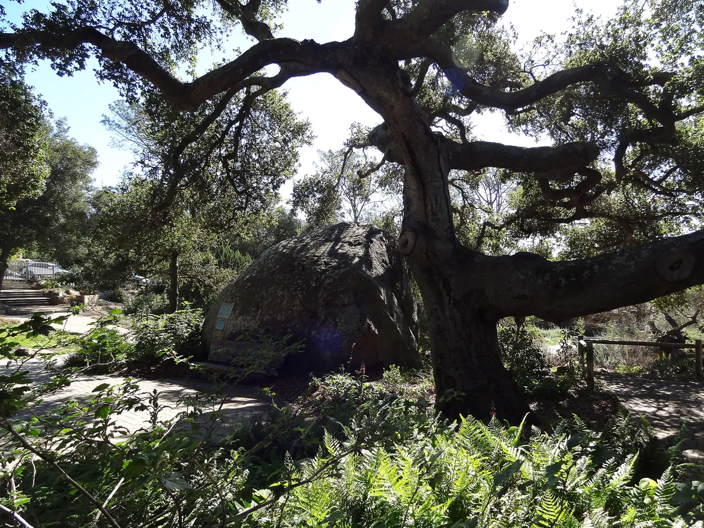 Blaksley Boulder and Coast live oak, Spring in the Garden, February 2013, SBBG