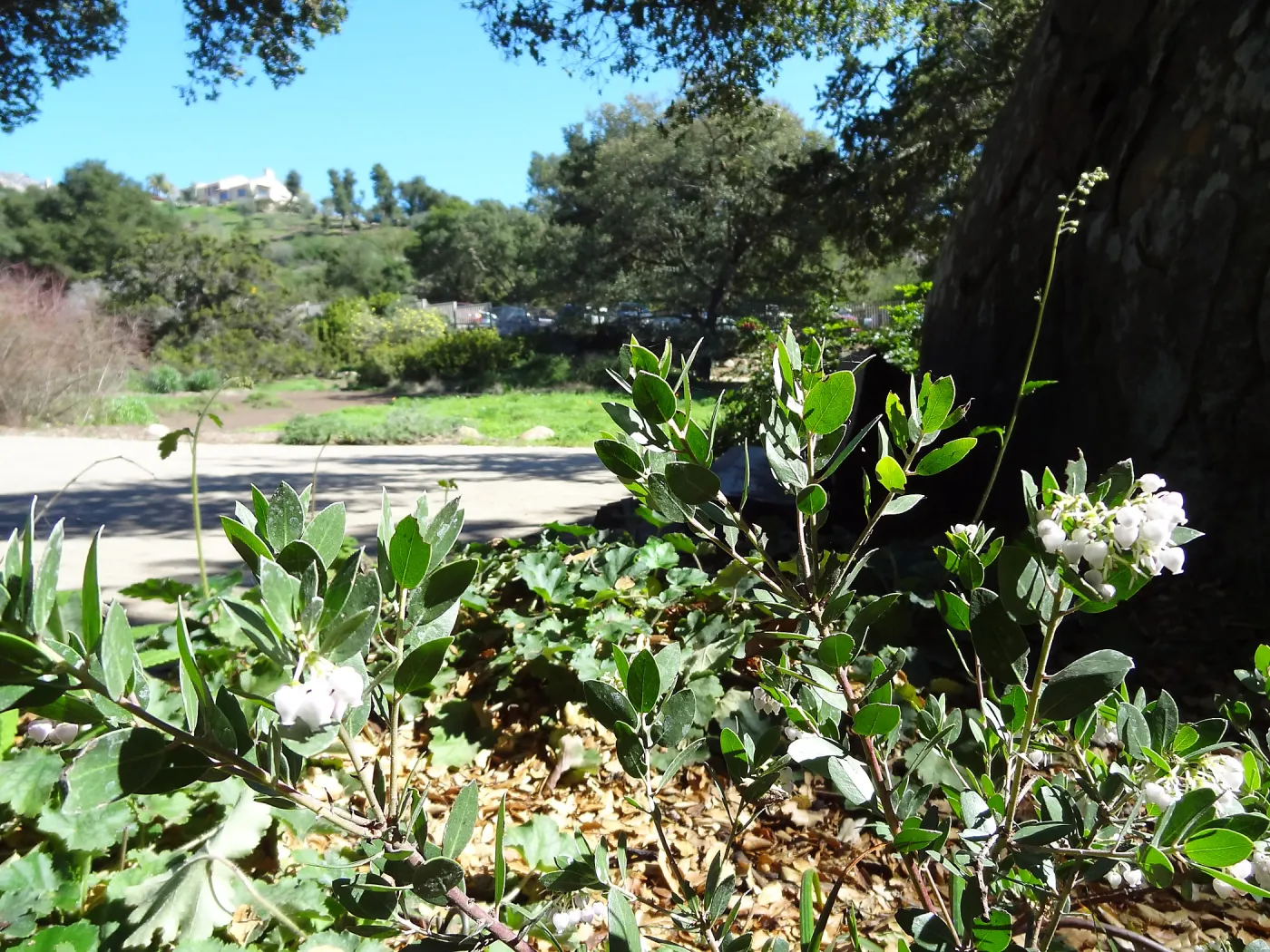 Arctostaphylos (Manzanita) blooming by the Blaksley Boulder, Spring in the Garden, February 2013, SBBG