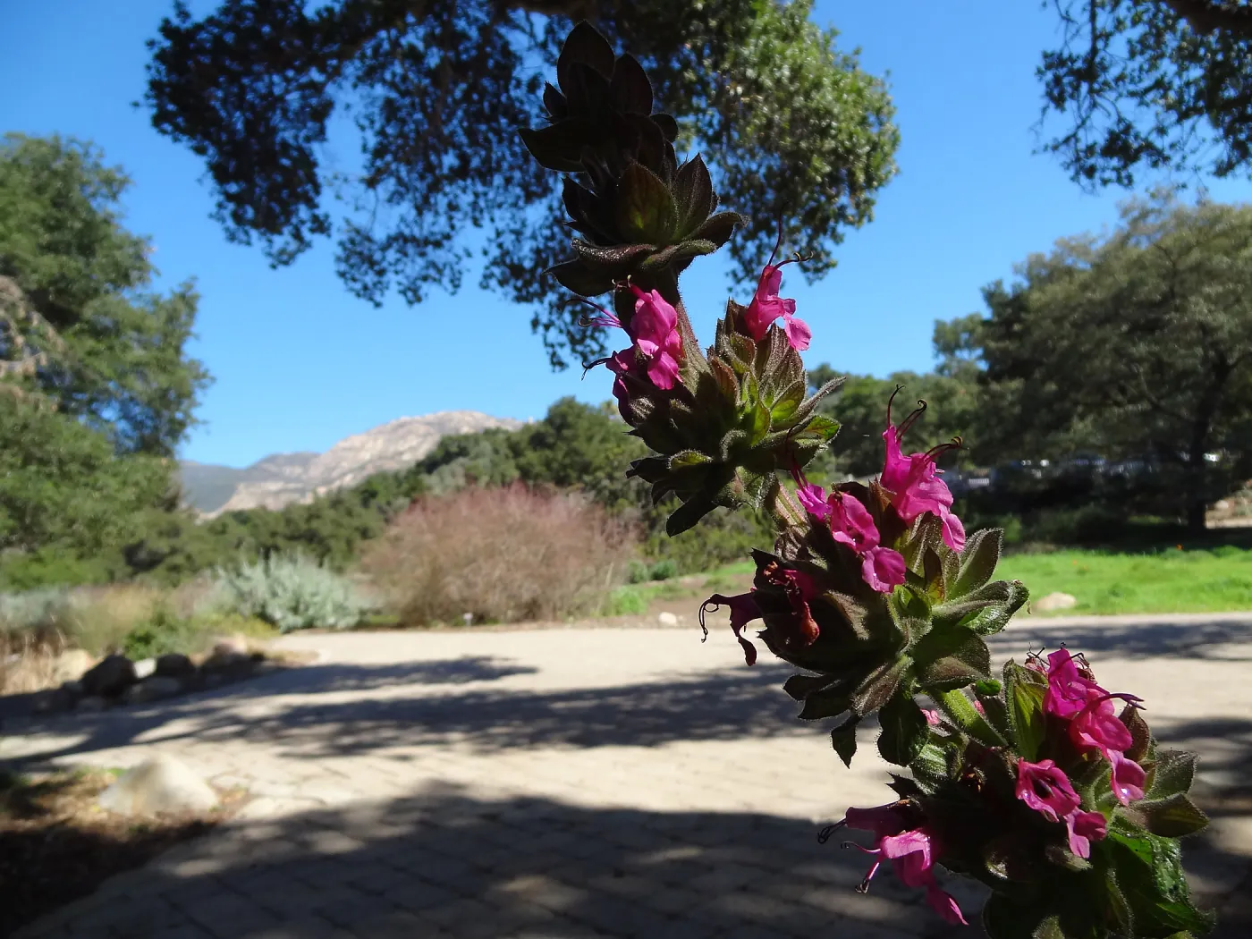 Salvia spathacea, hummingbird sage, with Meadow in background, Spring in the Garden, February 2013, SBBG