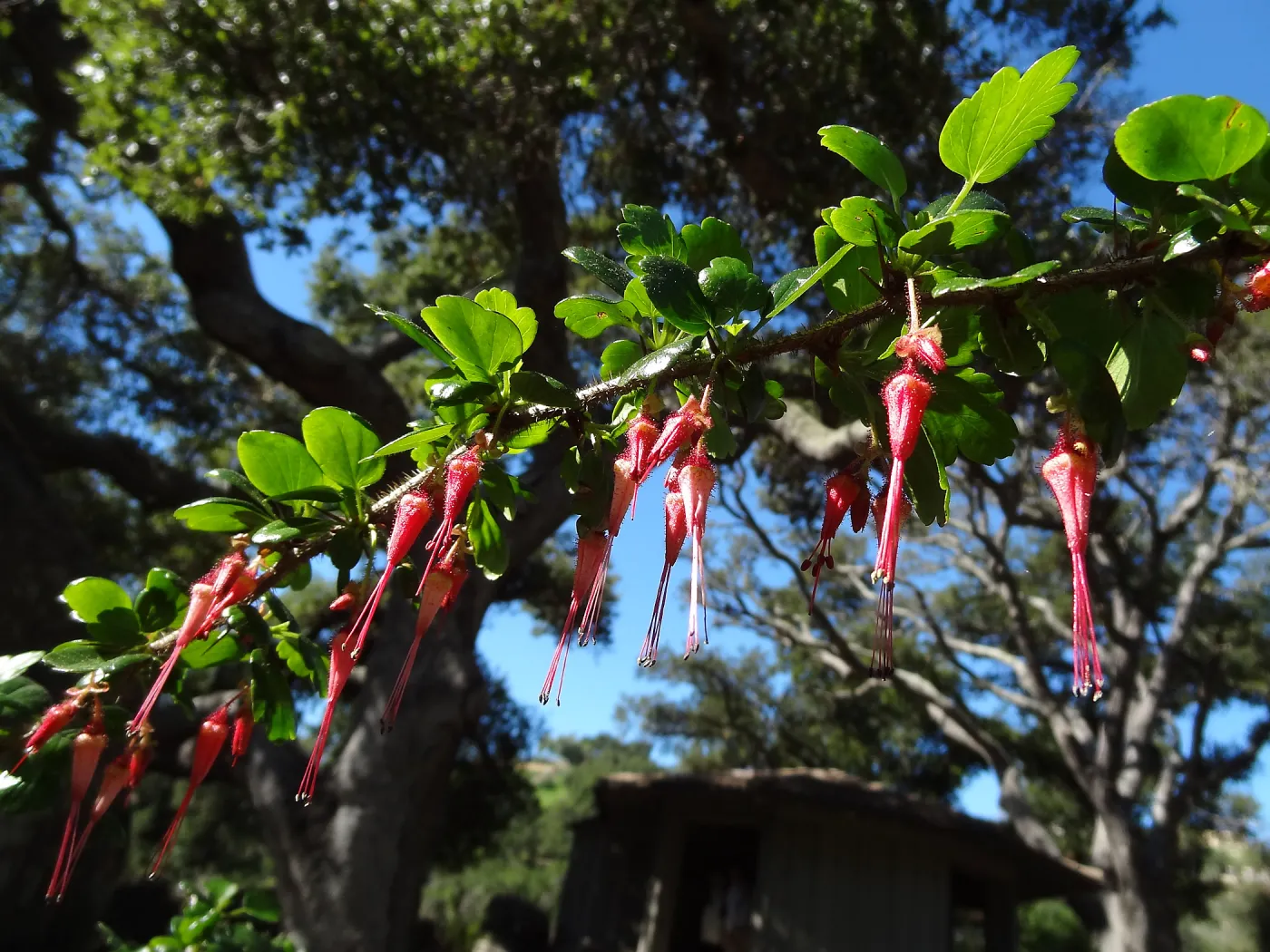 Ribes speciosum blooming by the Blaksley Boulder, Spring in the Garden, February 2013, SBBG