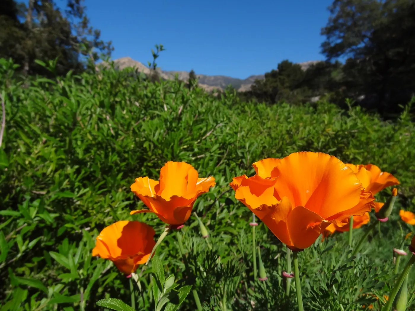 California poppies blooming in the lower Meadow, Ground Cover Display, Spring in the Garden, February 2013, SBBG