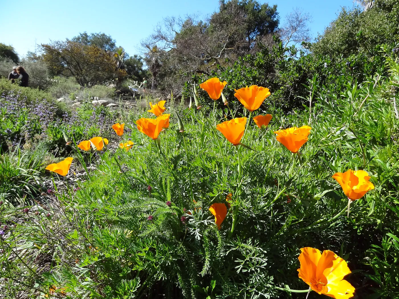 California poppies blooming in the lower Meadow, Ground Cover Display, Spring in the Garden, February 2013, SBBG
