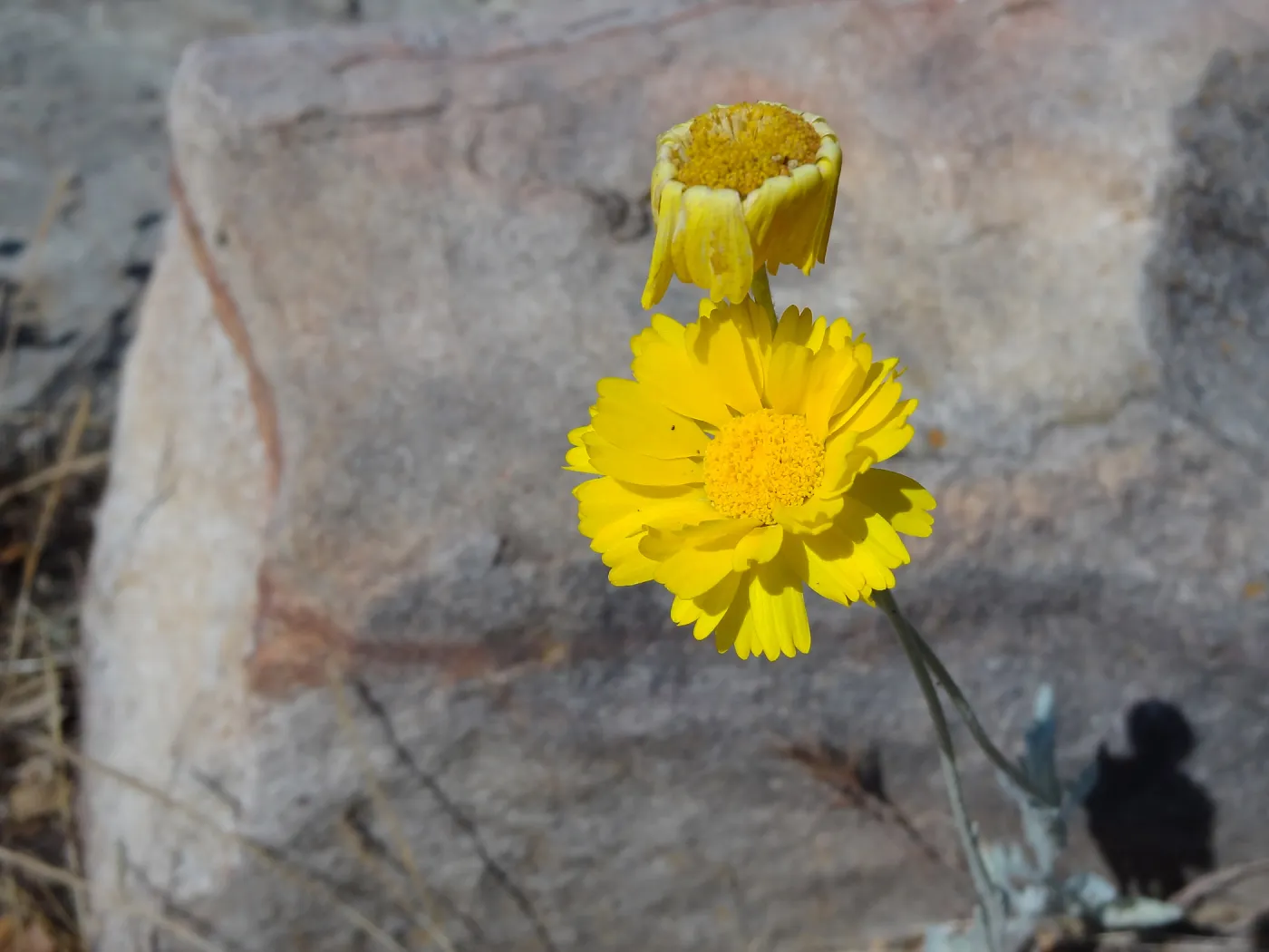 Desert Section, yellow aster, sandstone boulder