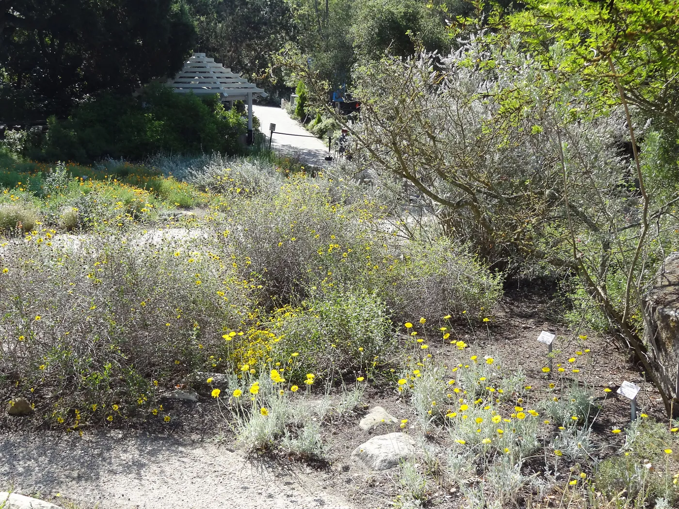 Desert Section, wildflower display