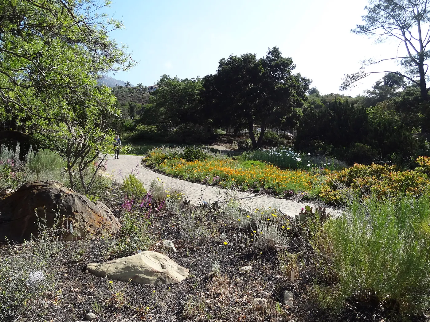 Desert Section, wildflower display