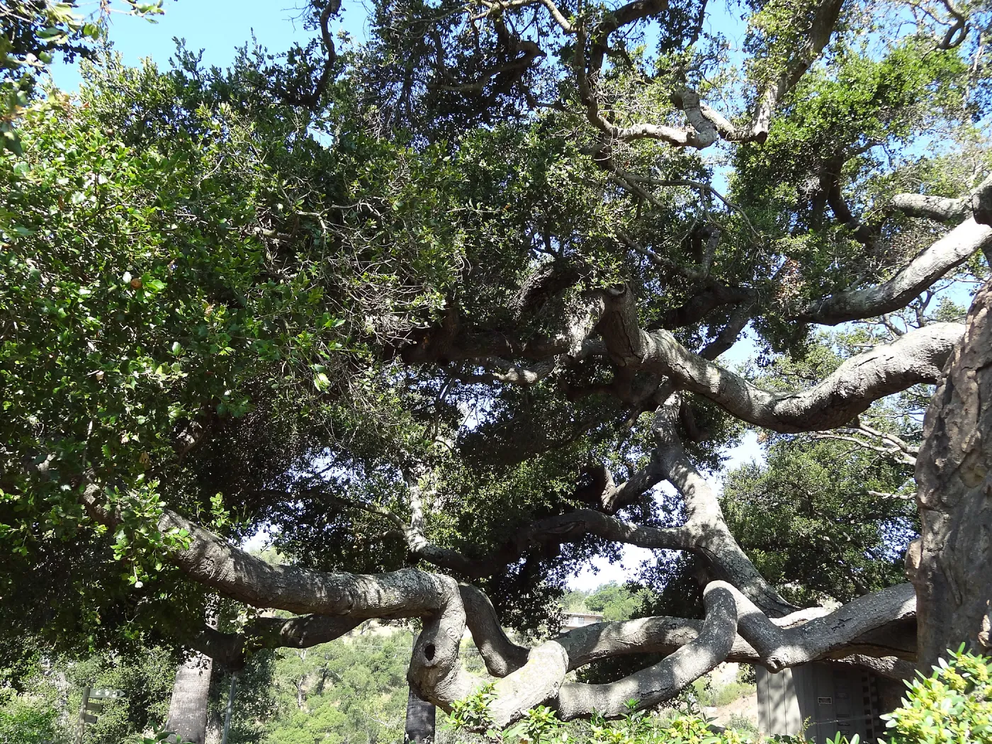 Coast live oak, Quercus agrifolia, Blaksley Boulder, branches, canopy