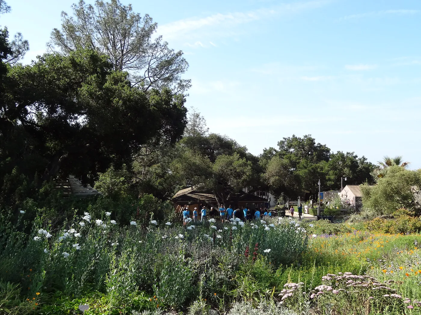 Citrix volunteers, SBBG staff, entrance oak, May 2013