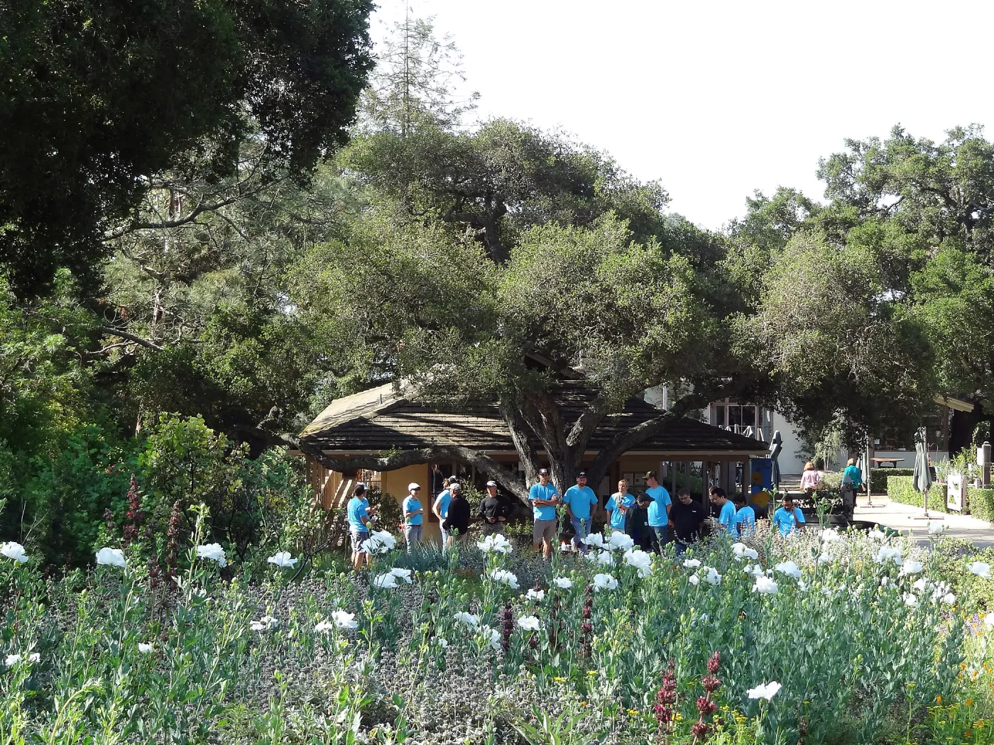 Citrix volunteers, SBBG staff, entrance oak, May 2013