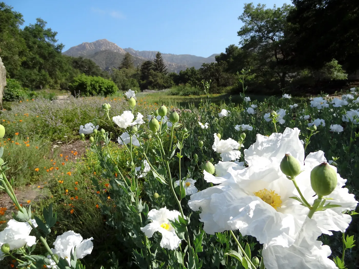 Matilija poppies in the lower Meadow, Blaksley Boulder, douglas fir is removed, wildflower display