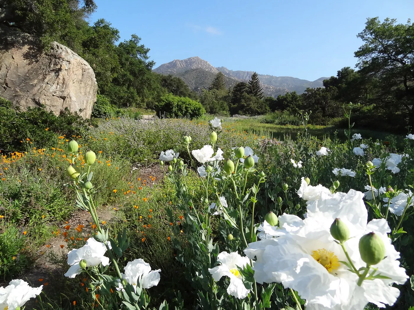Matilija poppies in the lower Meadow, Blaksley Boulder, douglas fir is removed, wildflower display