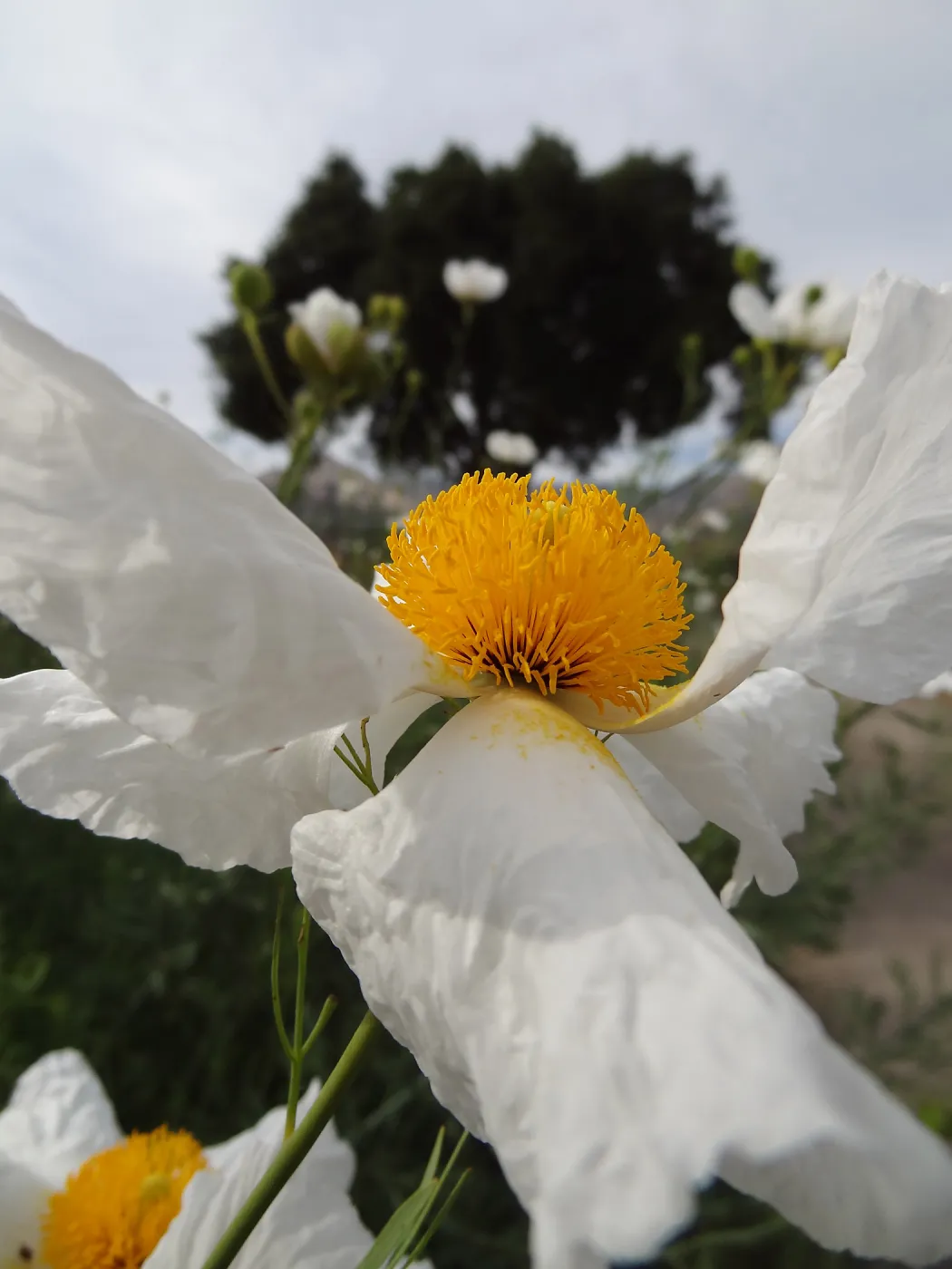 Matilija poppy flower