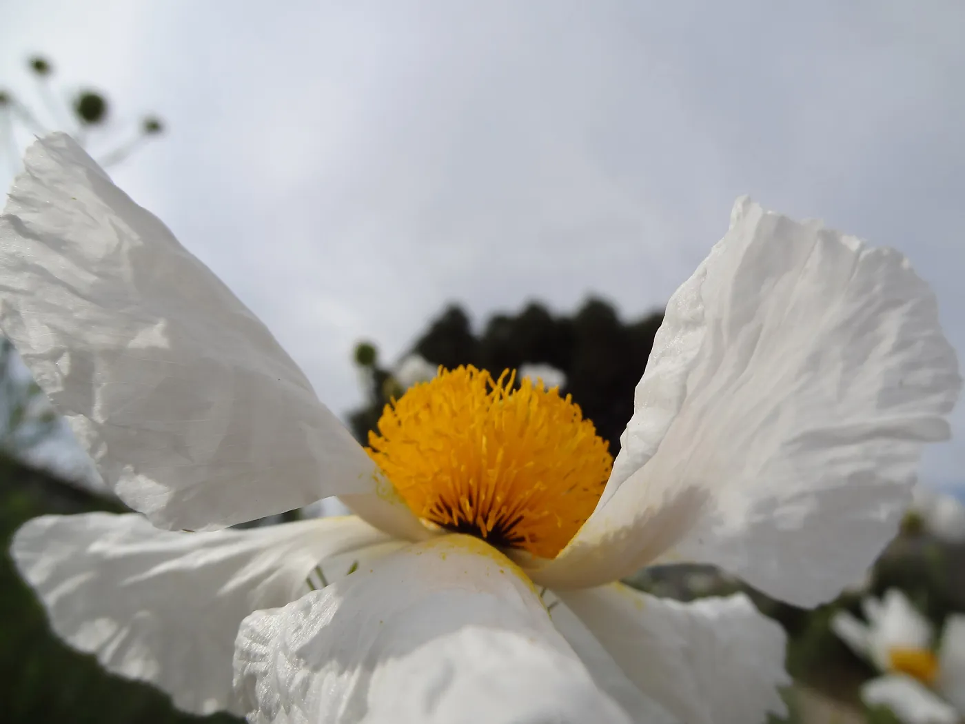 Matilija poppy flower