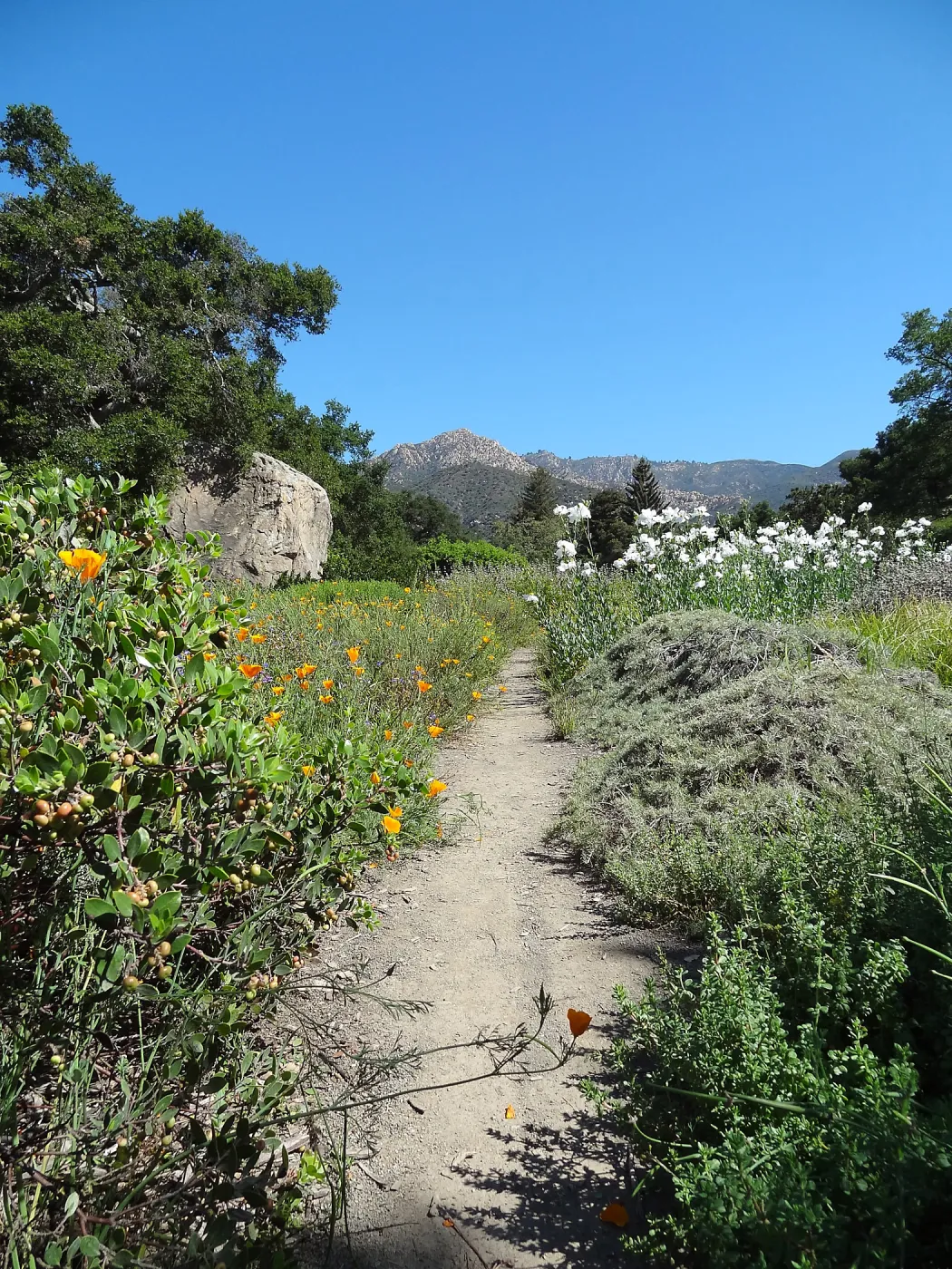SBBG Meadow with Matilija poppies, wildflower display, path, La Cumbre Peak