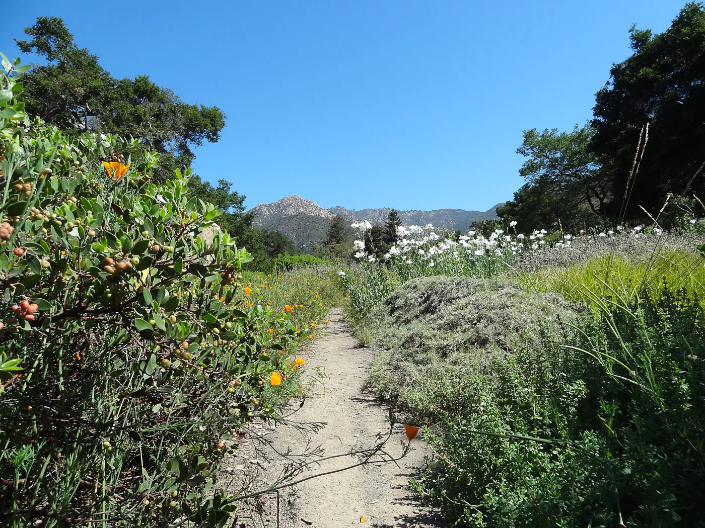SBBG Meadow with Matilija poppies, wildflower display, path, La Cumbre Peak