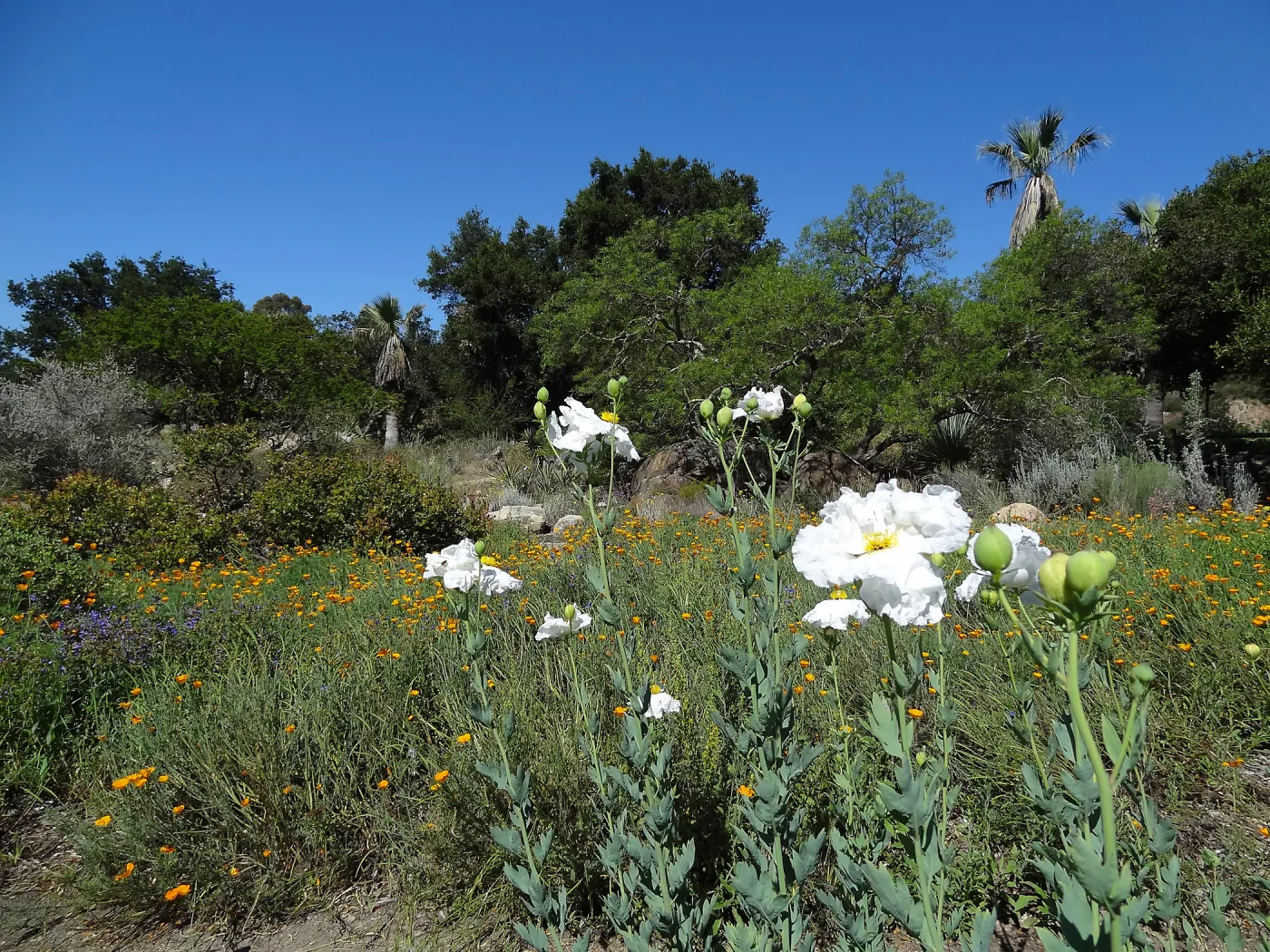 SBBG Meadow with Matilija poppies, wildflower display