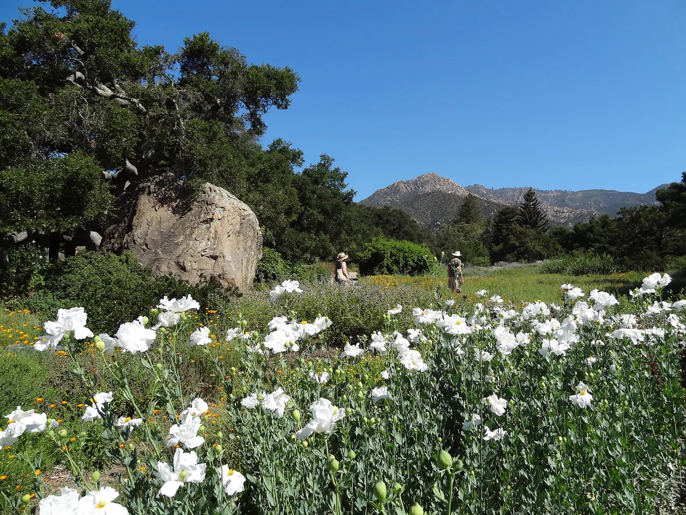 Wildflower display, meadow