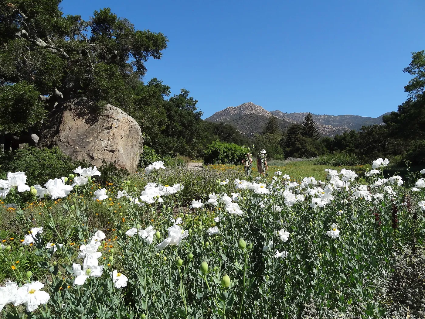Wildflower display, meadow