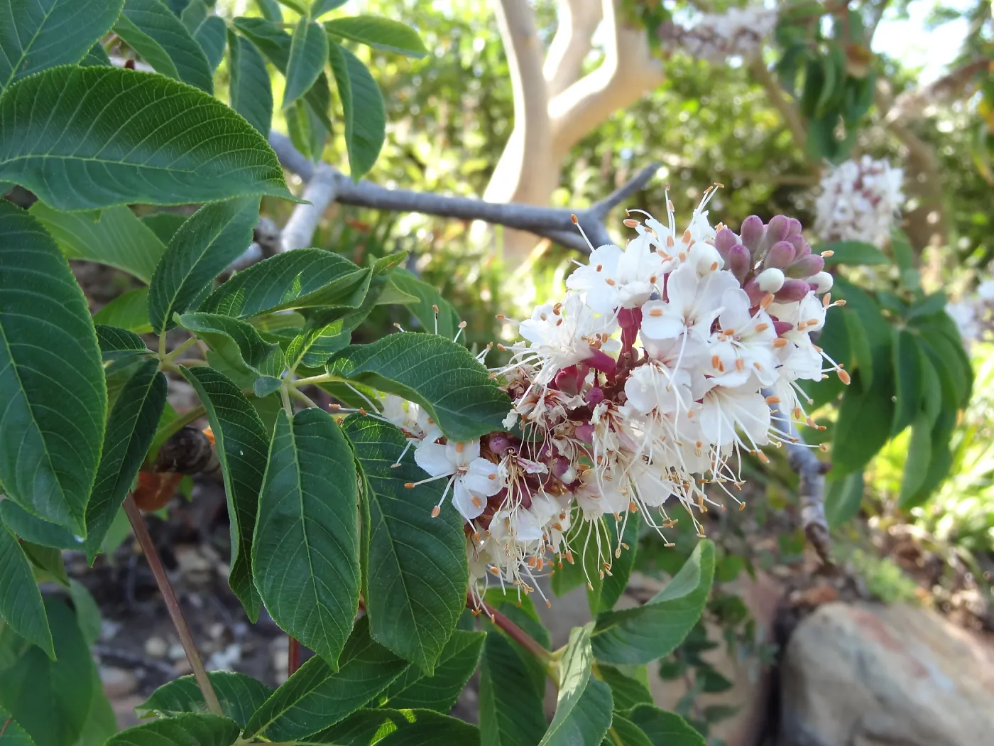 Aesculus in bloom, California buckeye