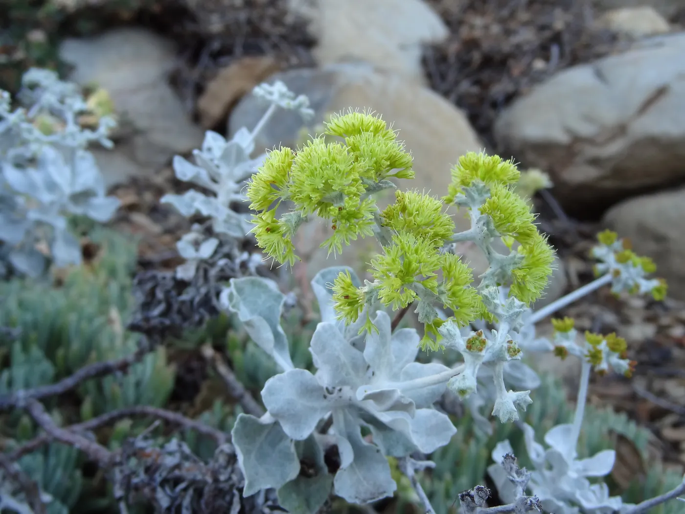 Yellow Eriogonum (wild buckwheat) flowers