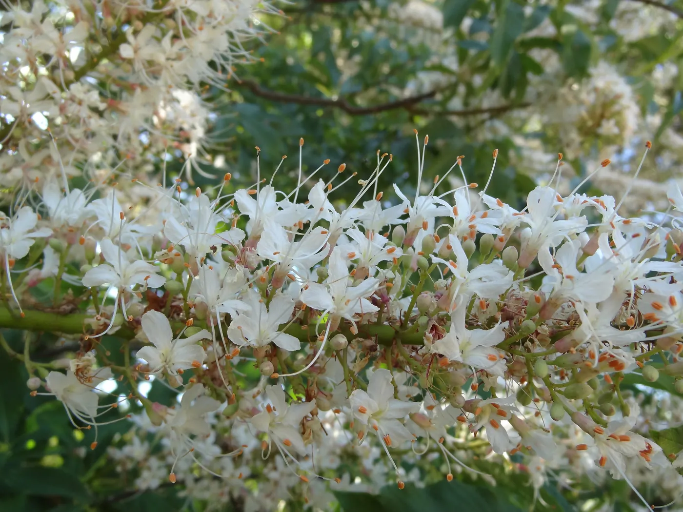 Aesculus in bloom, SBBG