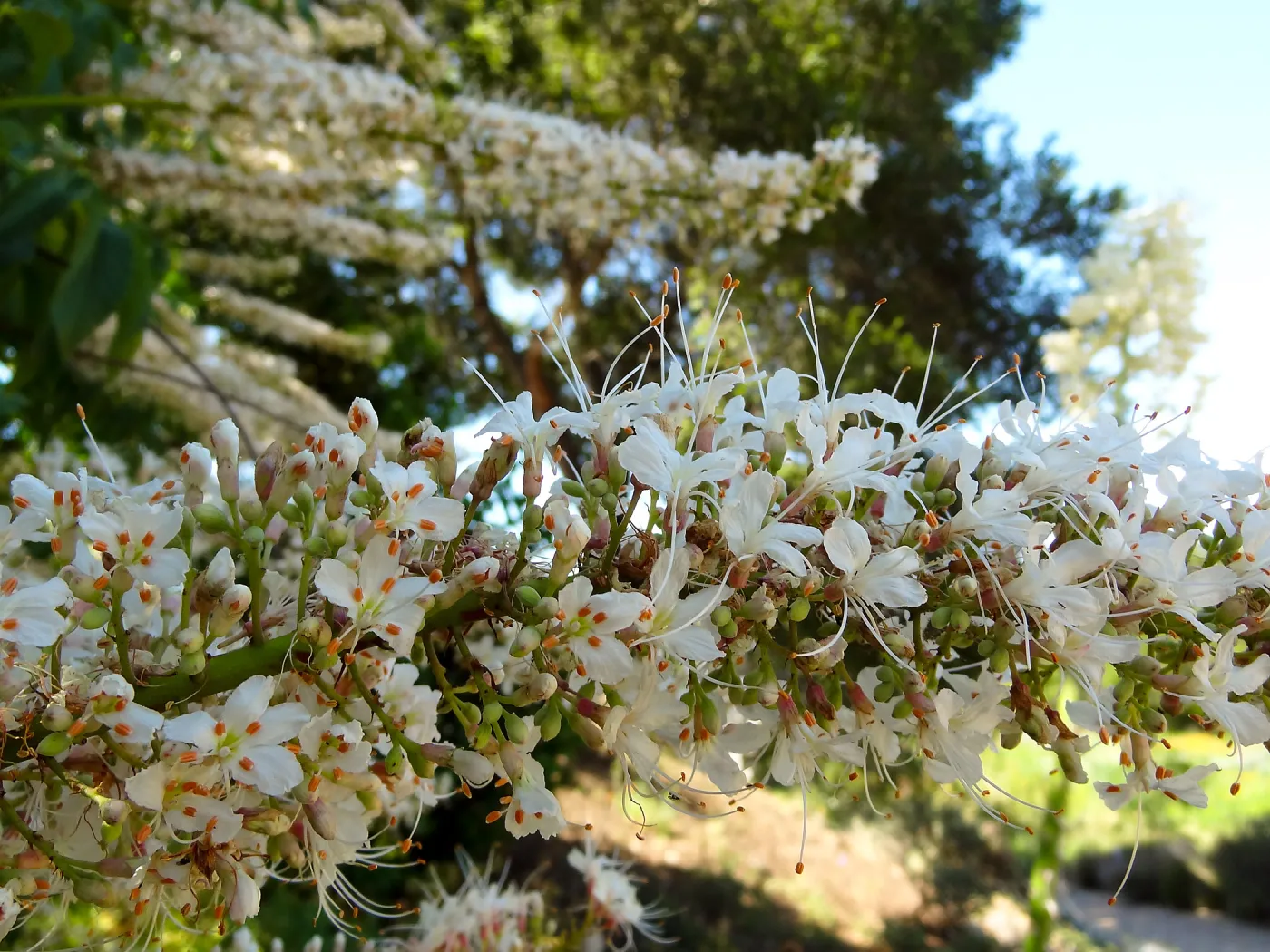 Aesculus in bloom, SBBG