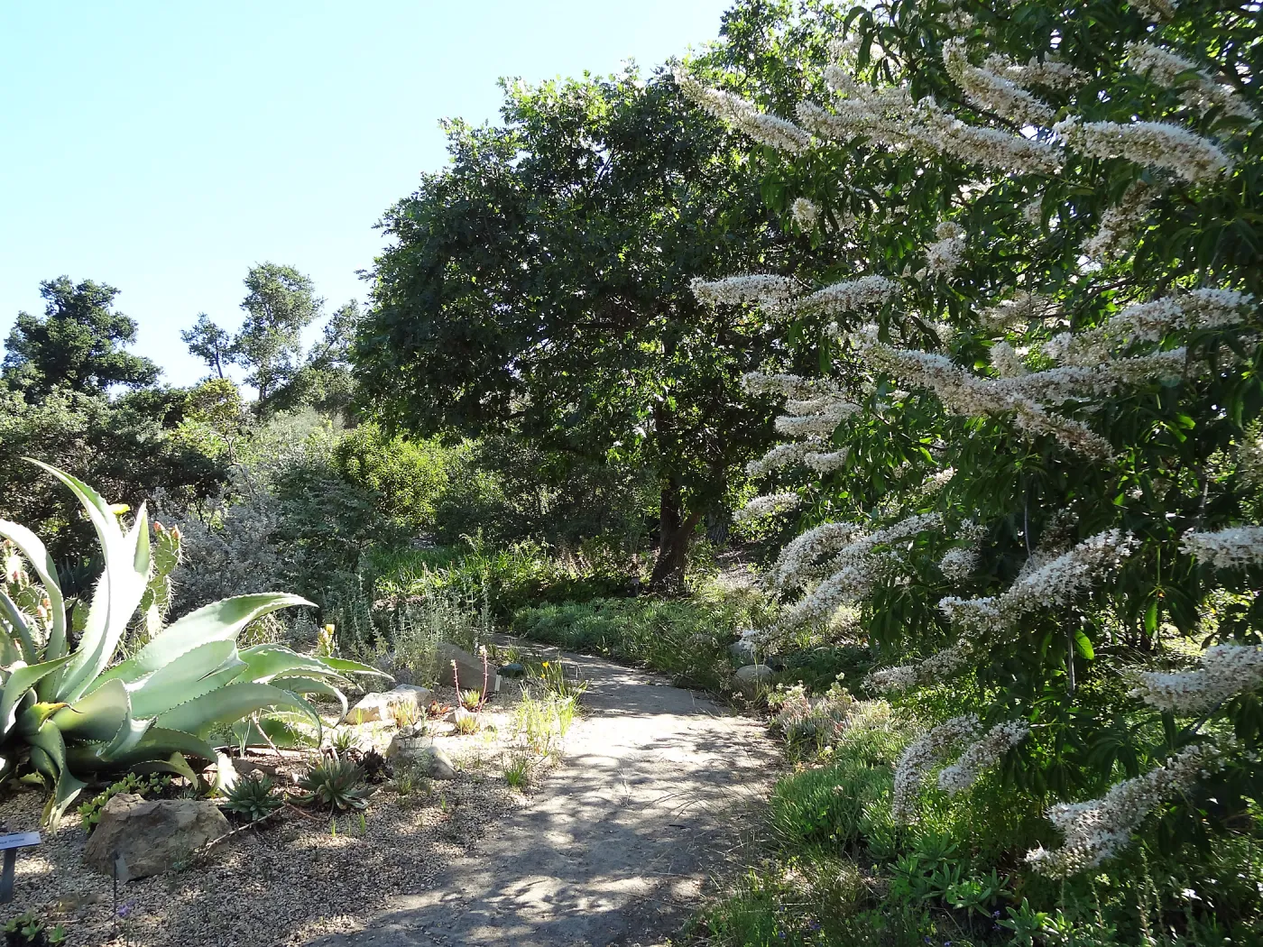 Aesculus in bloom, SBBG