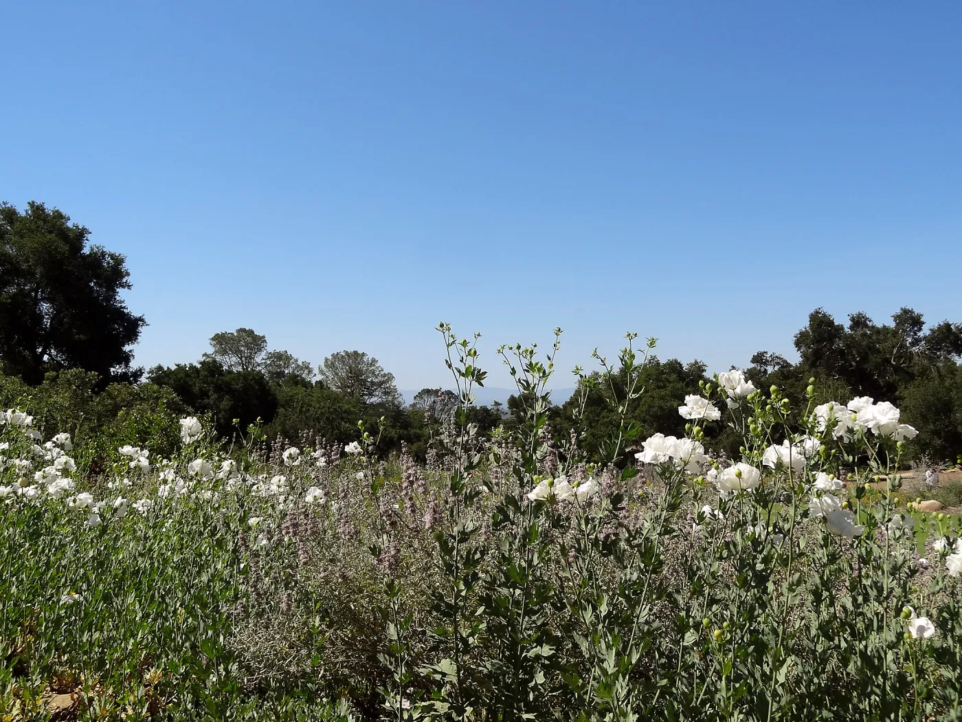Matilija poppies in the SBBG Meadow, wildflower display, view from top of Meadow