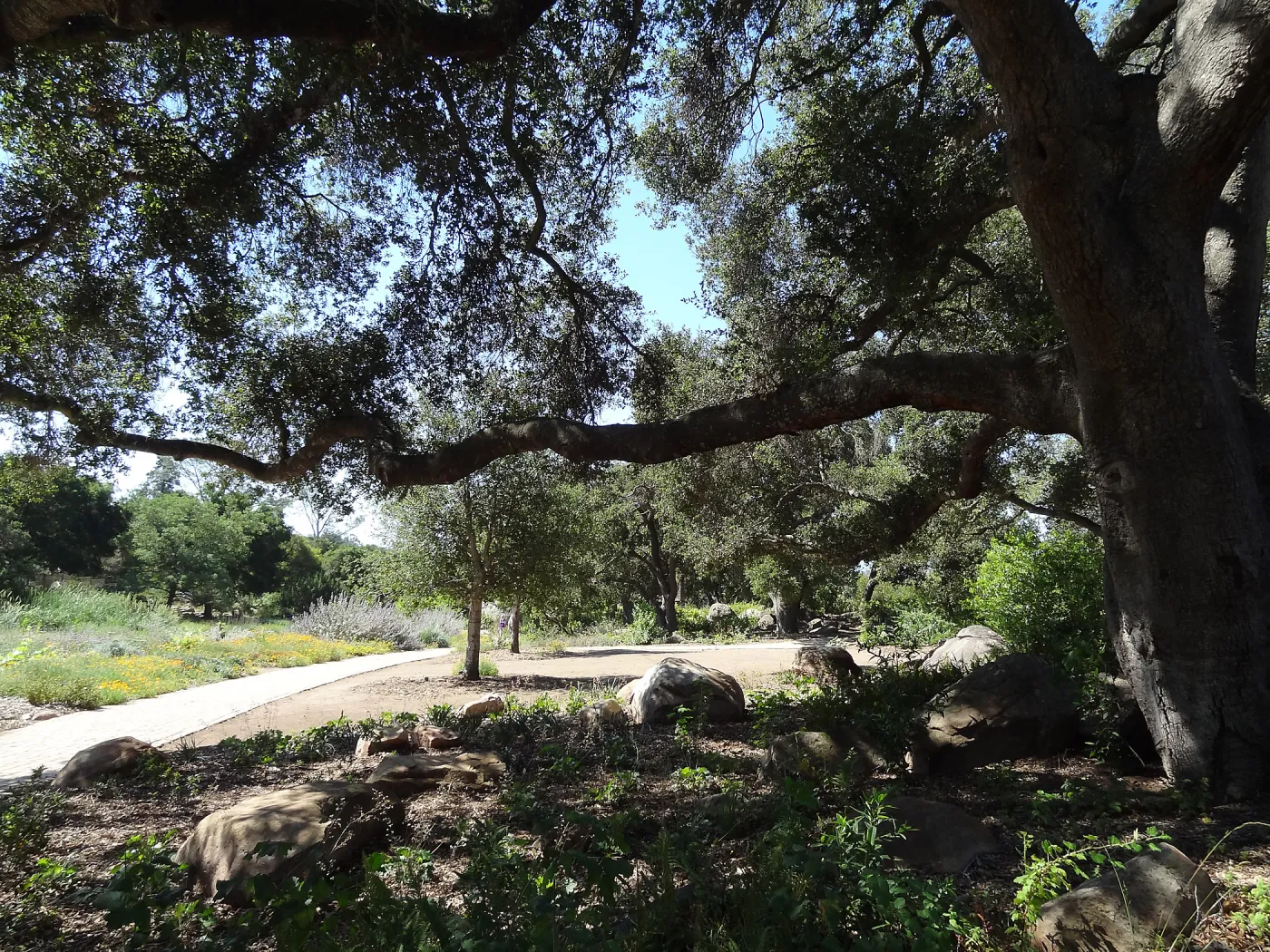 Under the Meadow Oaks, new oaks