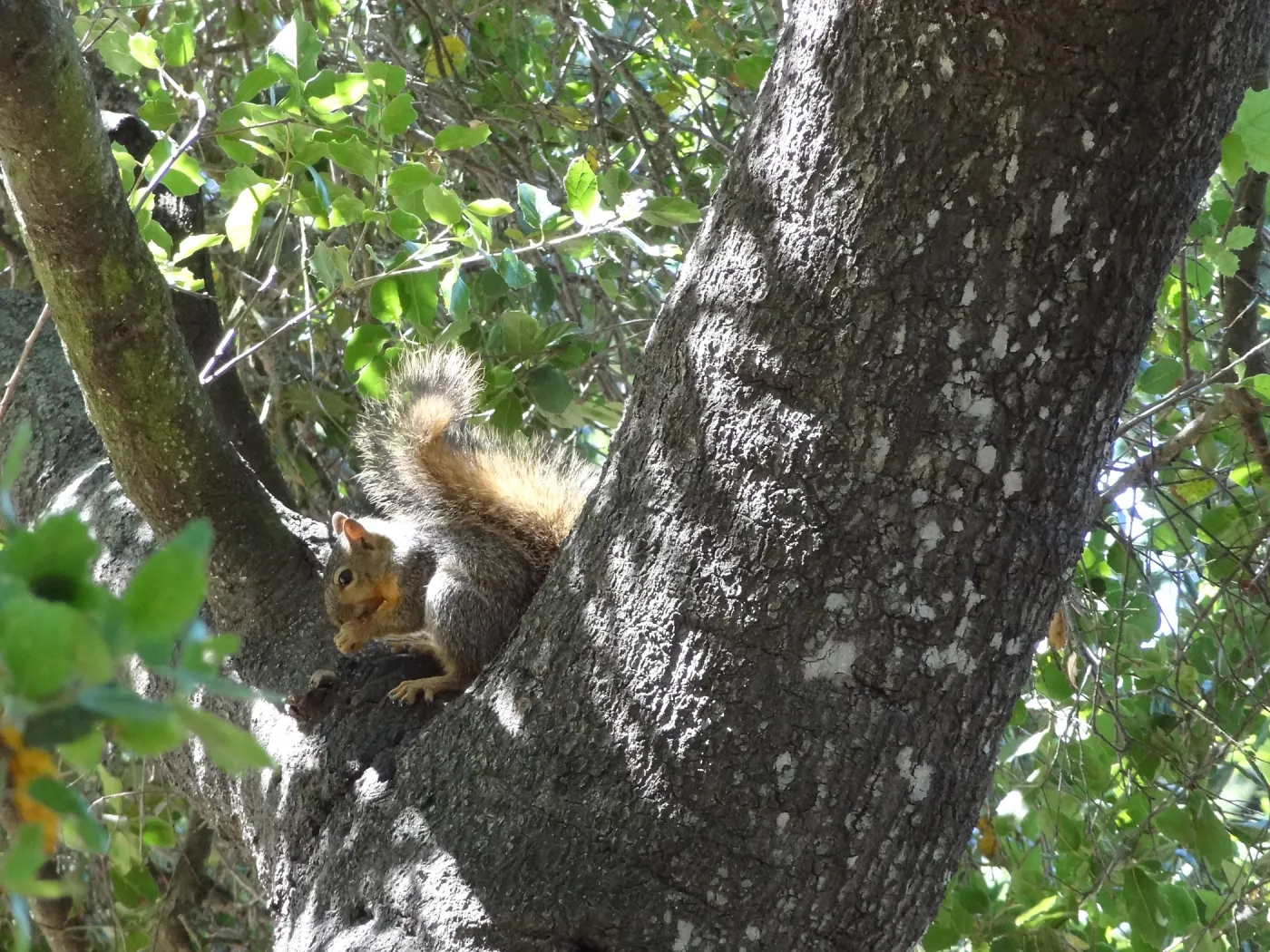 grey squirrels in the Meadow Oaks at SBBG
