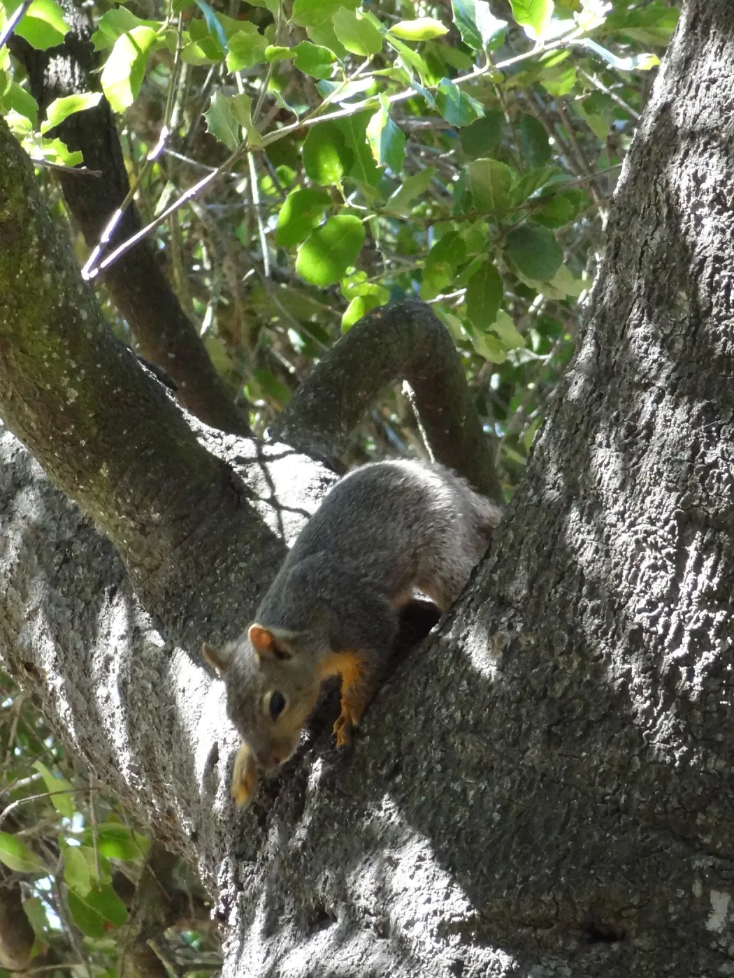 grey squirrels in the Meadow Oaks at SBBG