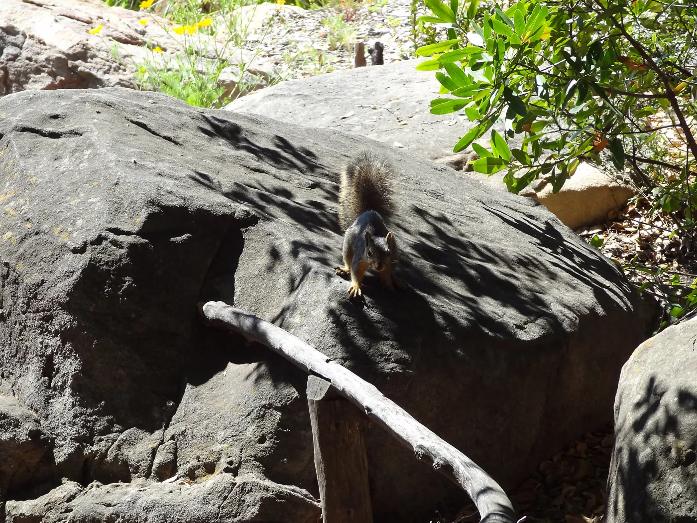 grey squirrels in the Meadow Oaks at SBBG