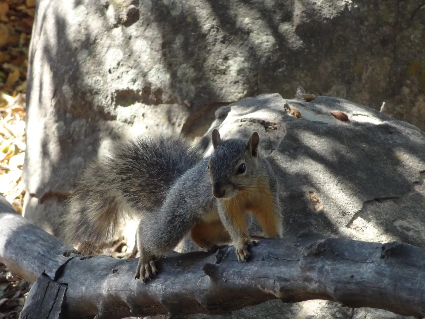 grey squirrels in the Meadow Oaks at SBBG