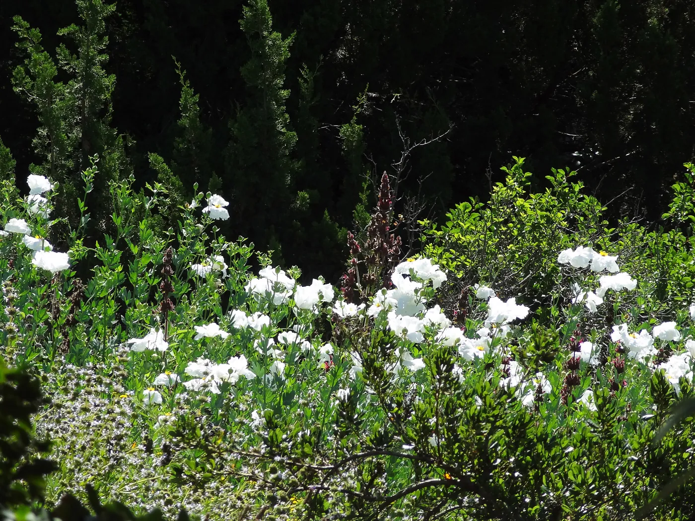 Matilija poppies in the Meadow, wildflower display