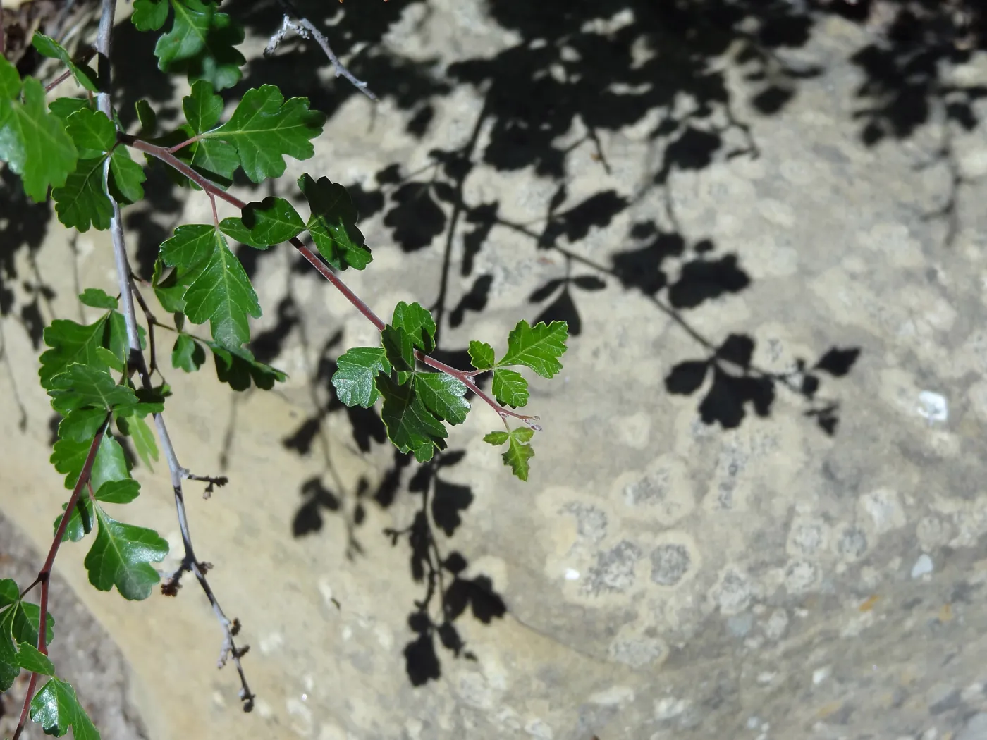 Shadow, Desert Section, sandstone boulder