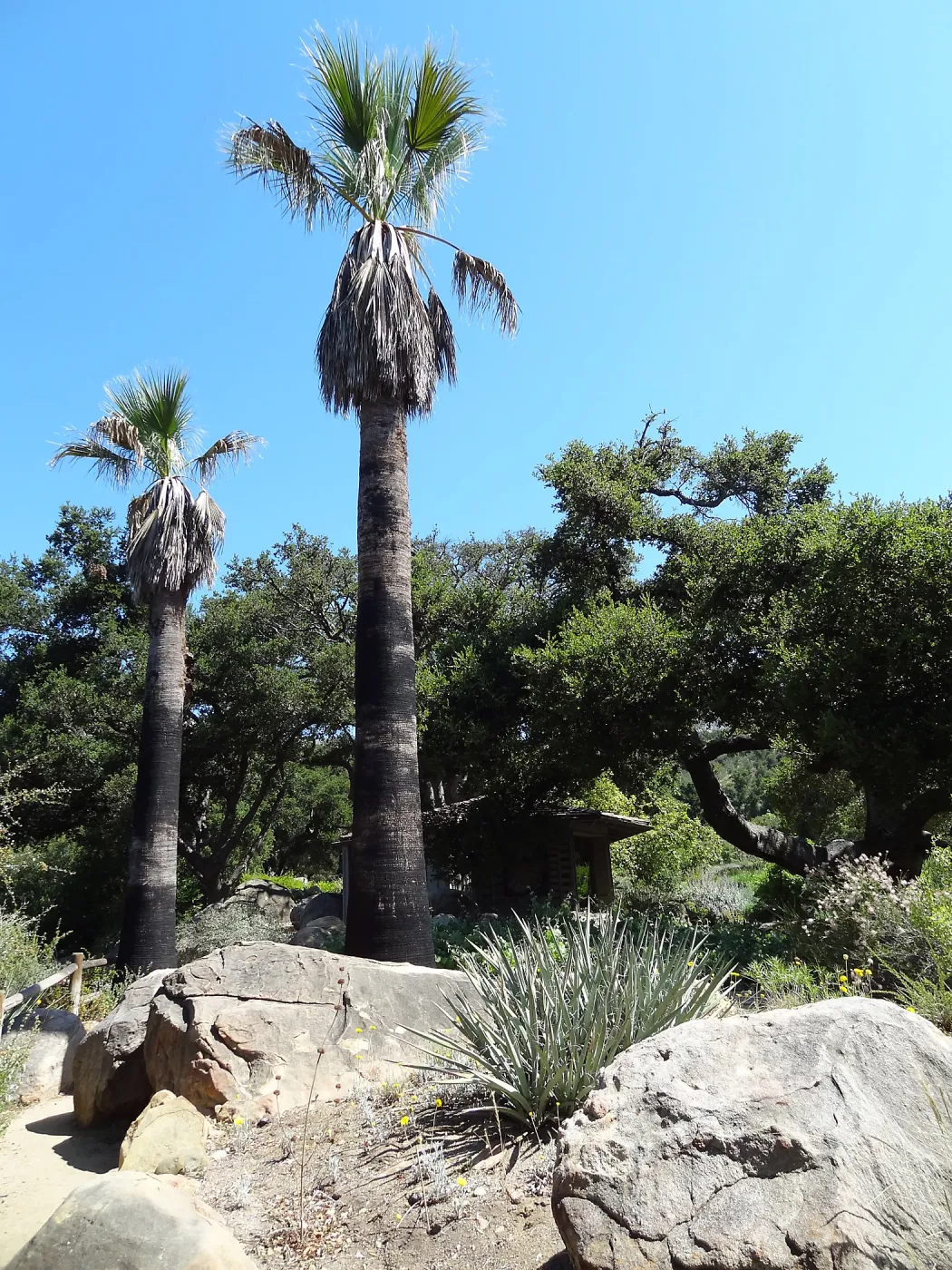 palms in the Desert Section