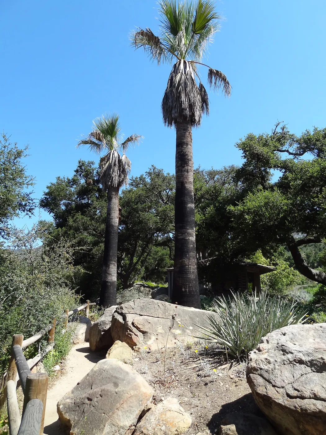 palms in the Desert Section