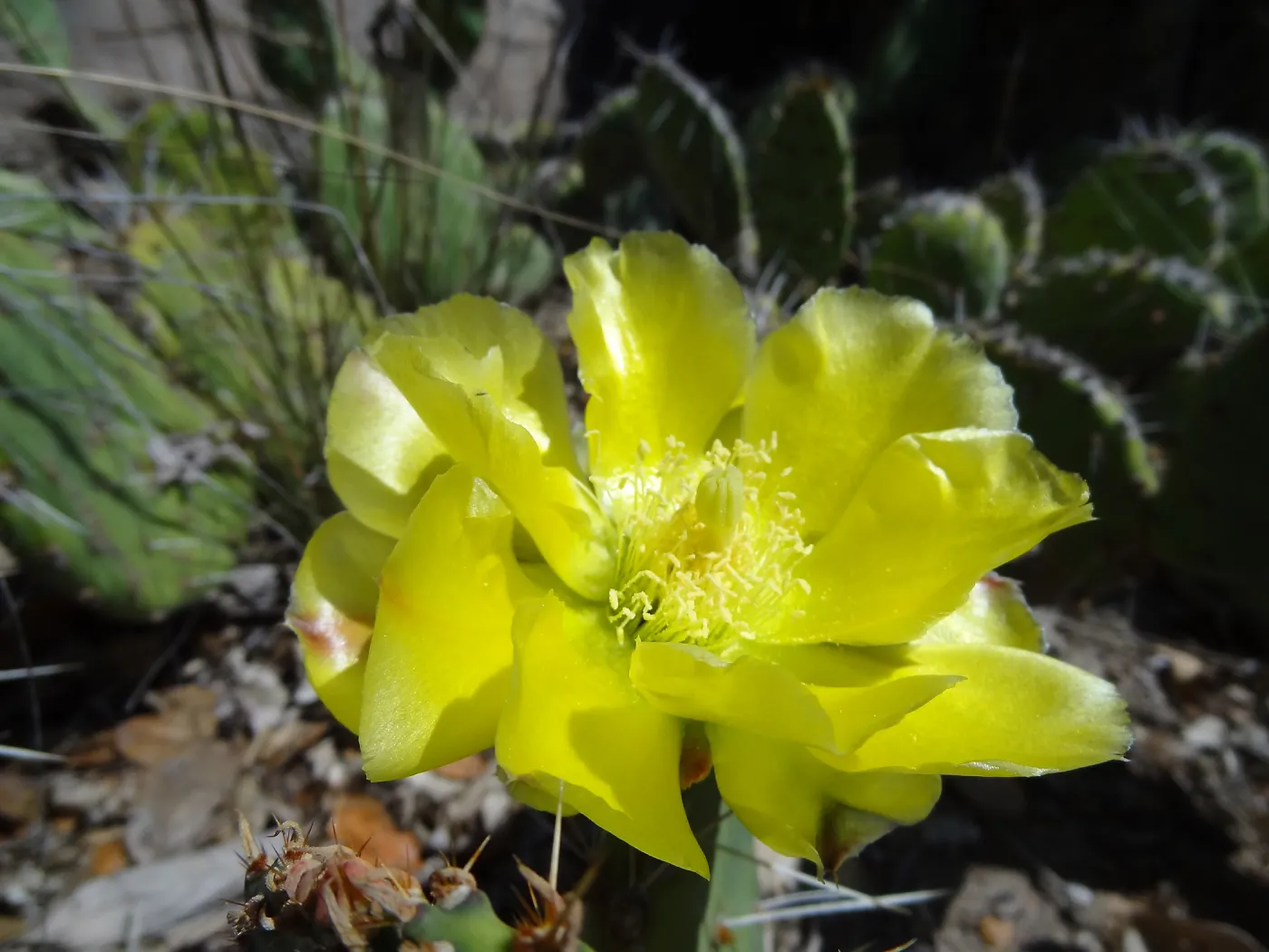 yellow cactus flower