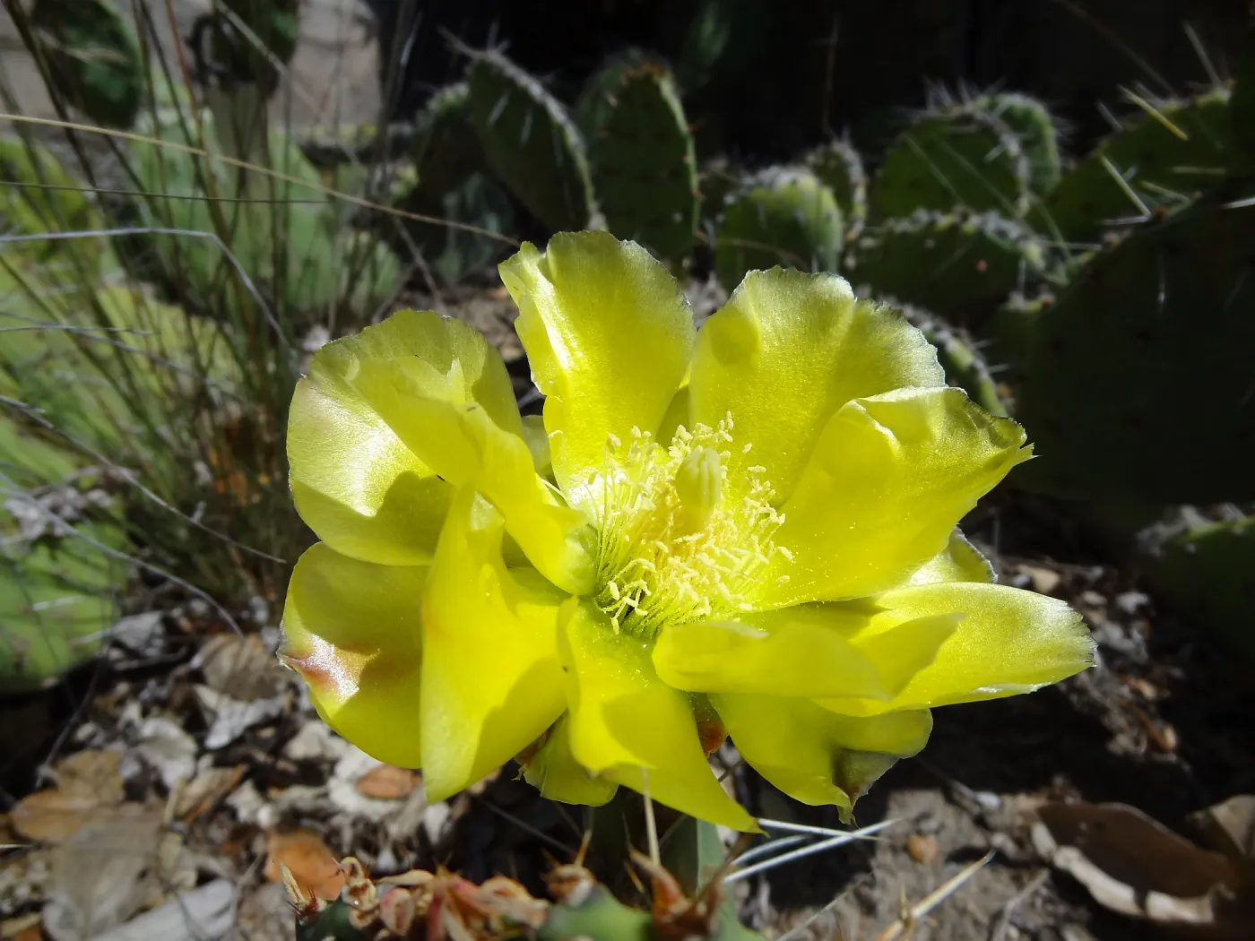 yellow cactus flower