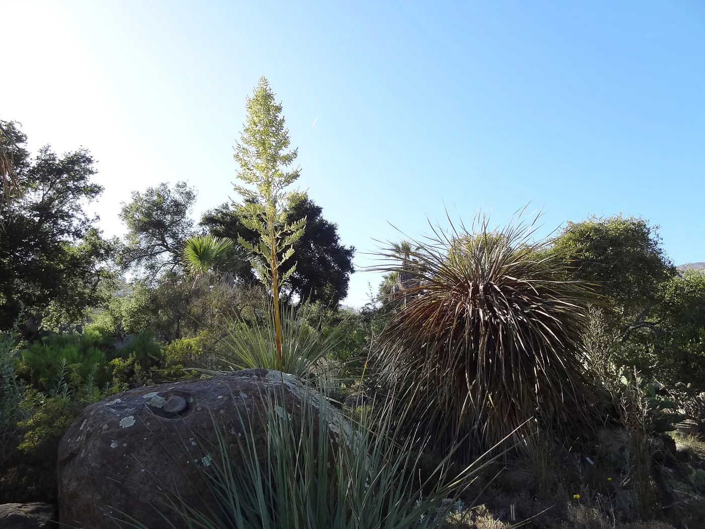 SBBG Desert Section