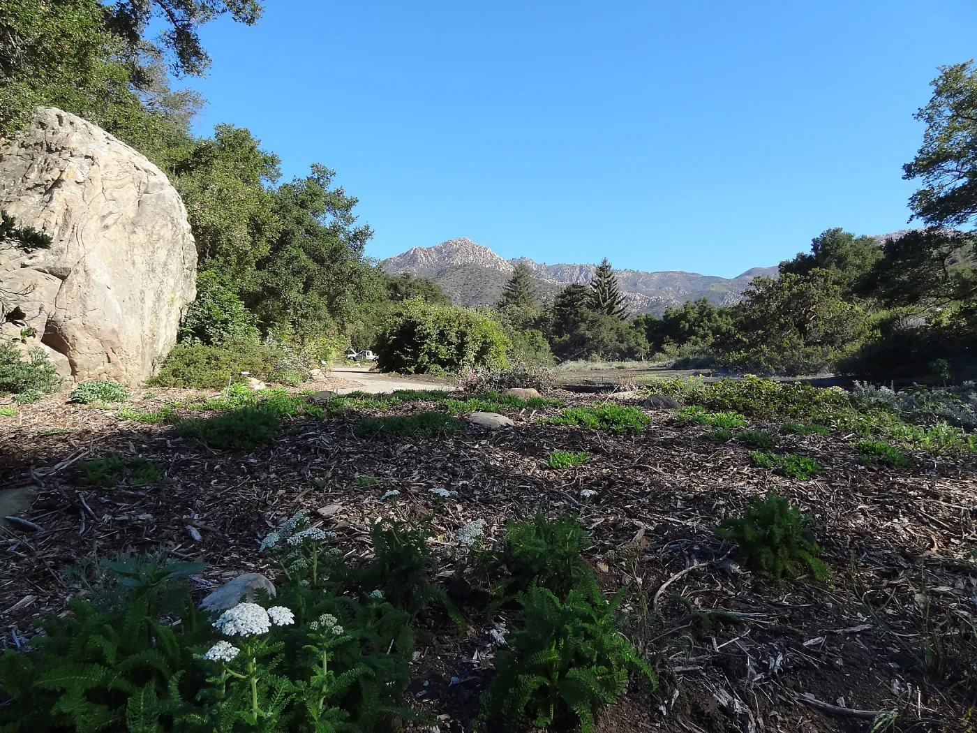 SBBG Meadow Revival Project, August 2013