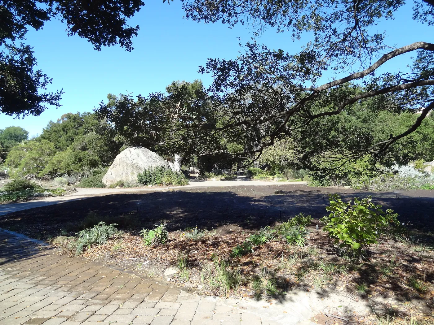 SBBG Meadow Revival Project, August 2013
