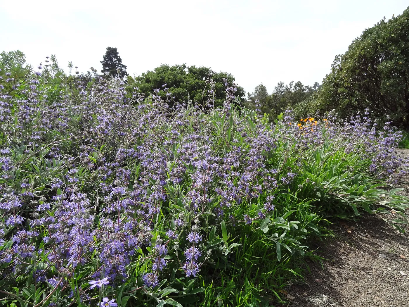 blooming on the Porter Trail