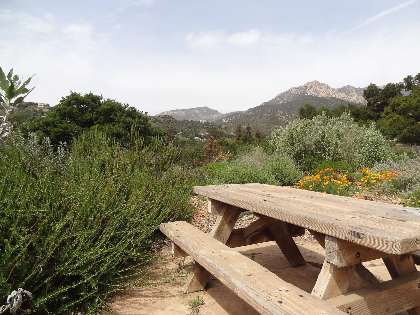 blooming on the Porter Trail