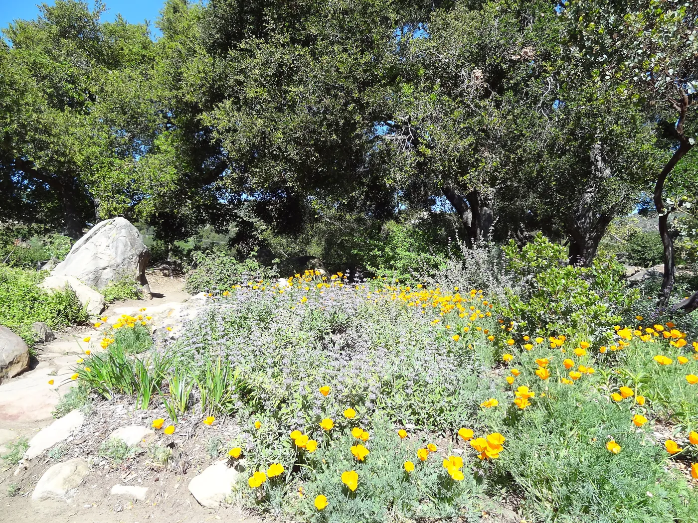 Wildflowers blooming at the edge of the Meadow Oaks