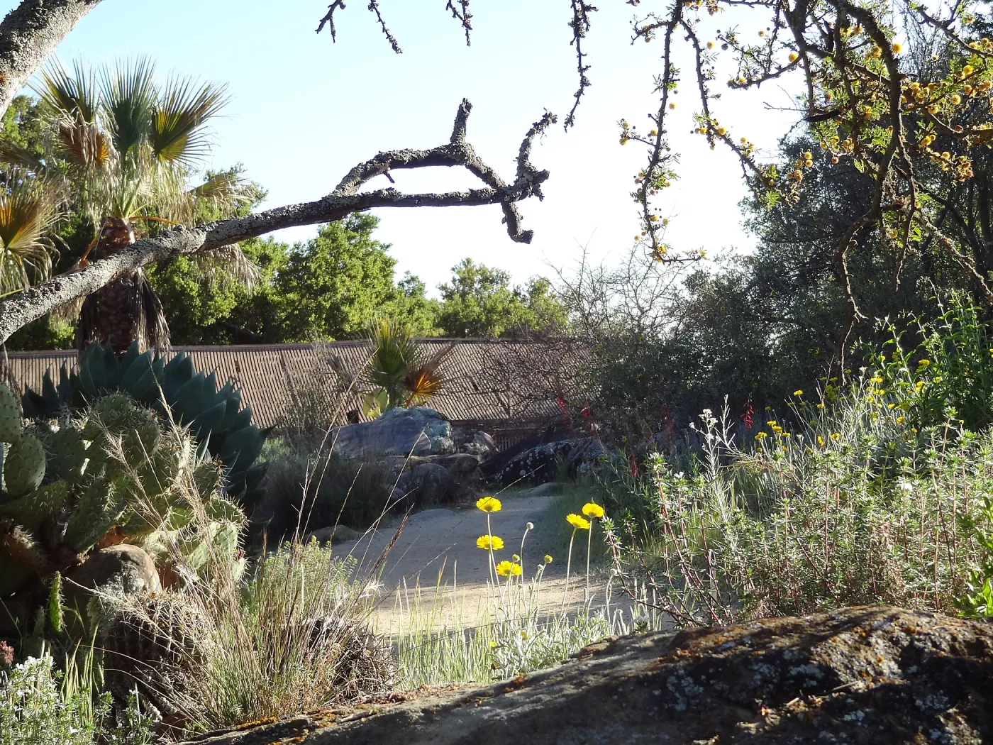 Desert Section in the late afternoon